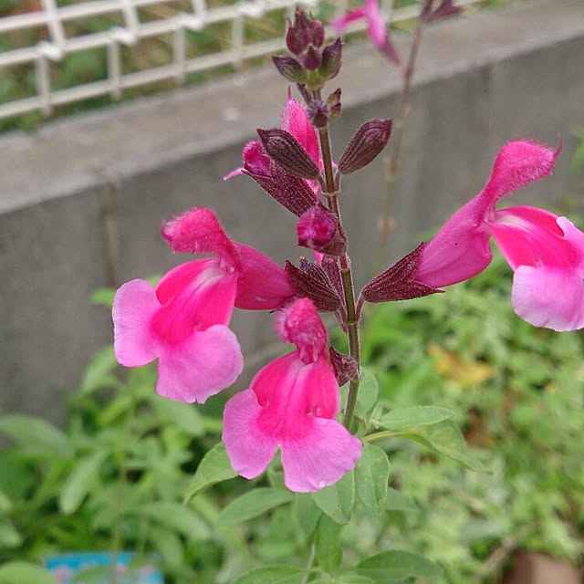 soraさんの実例写真