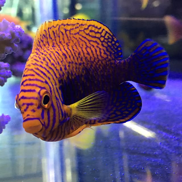aquarium_seaさんの実例写真