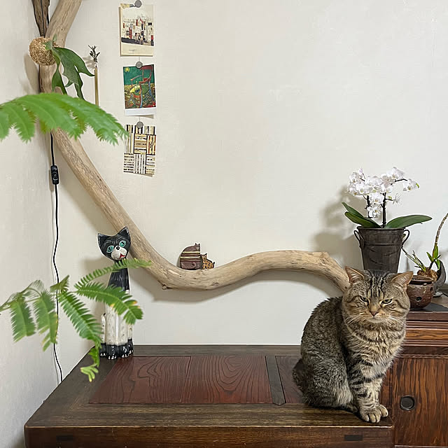 kuuさんの実例写真