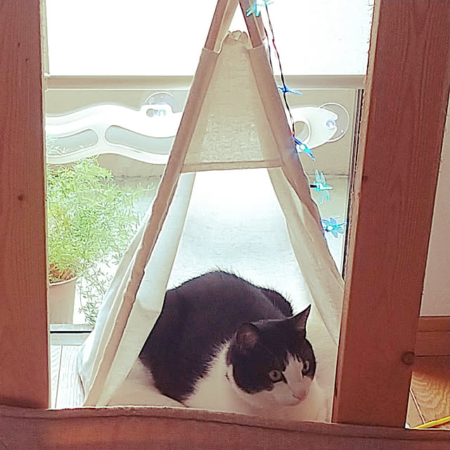 nikoさんの実例写真