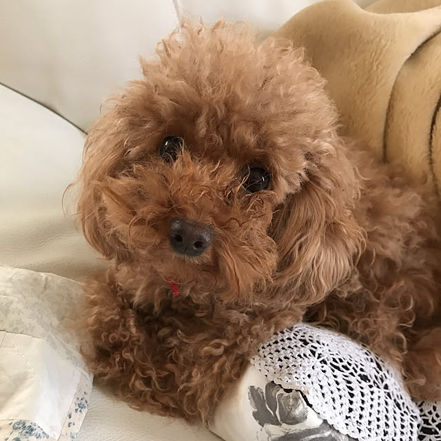 **yuu**さんの実例写真