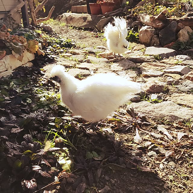 pepeさんの実例写真