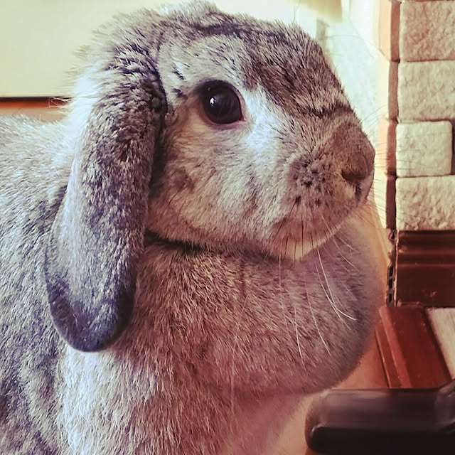 mogu0418さんの実例写真