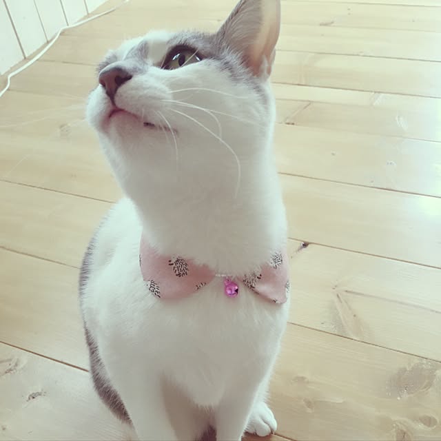mintcatさんの実例写真