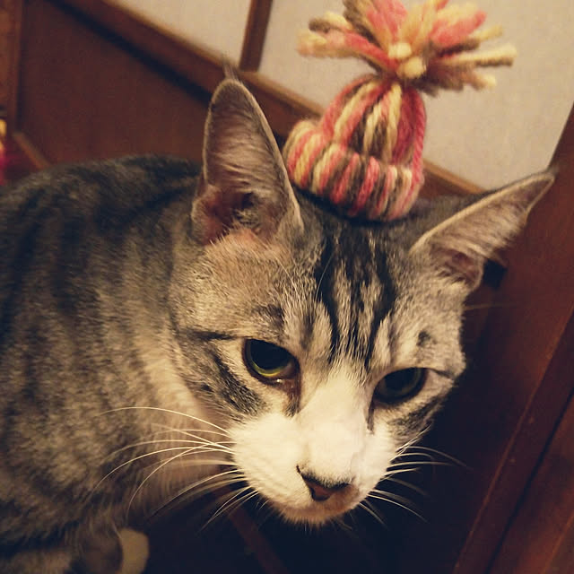 Mikaさんの実例写真