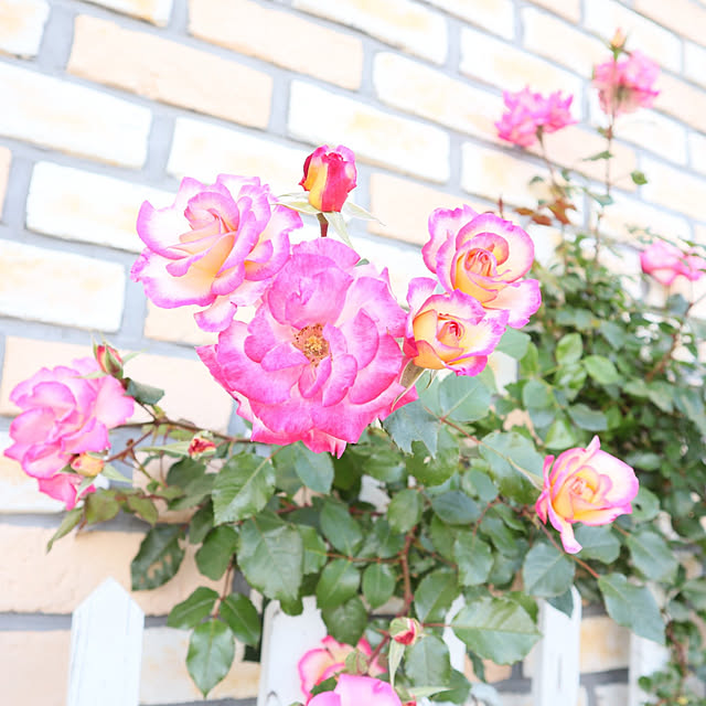 S.homeさんの実例写真