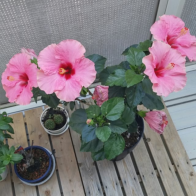 bluemojitoさんの実例写真