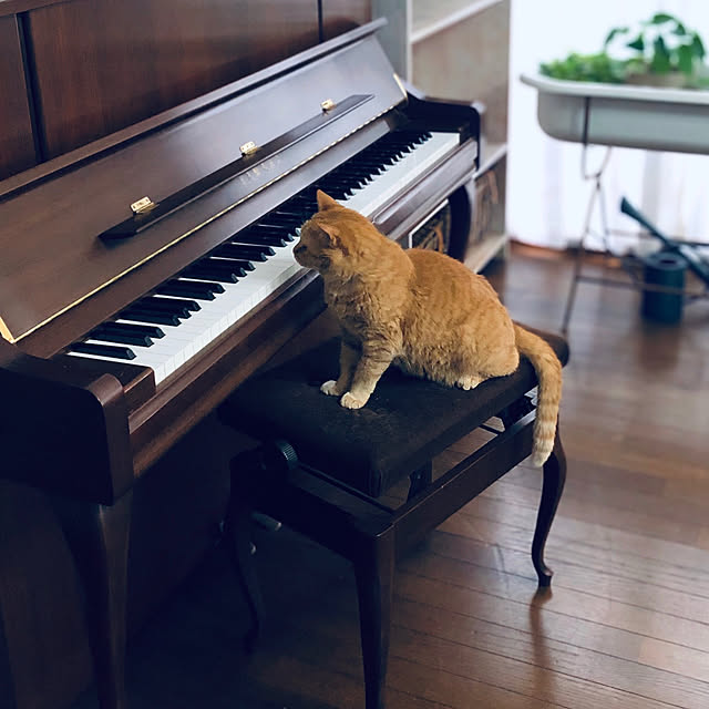 Yuukopeeeさんの実例写真
