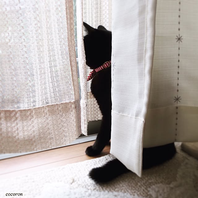 cocoronさんの実例写真