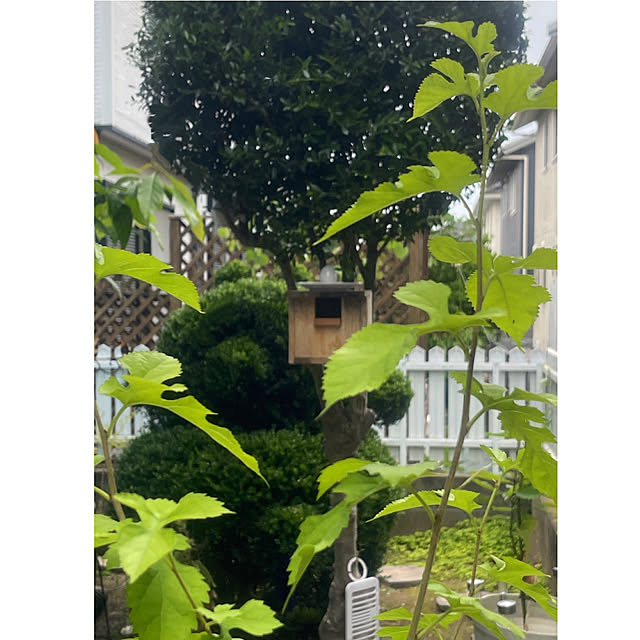 Ohigeさんのお部屋の写真