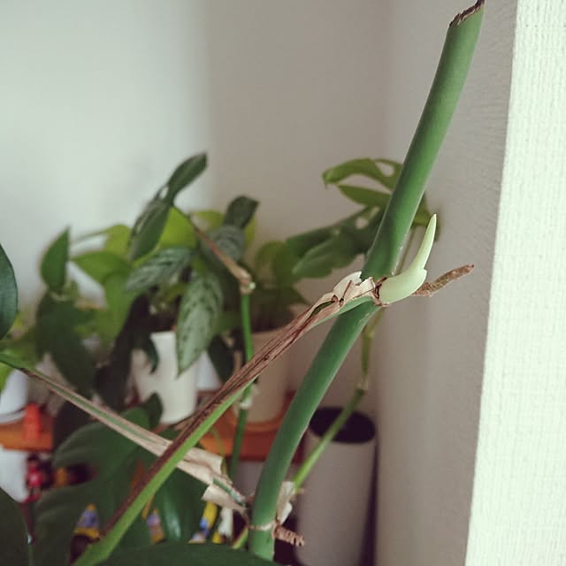 hopkeiさんの実例写真