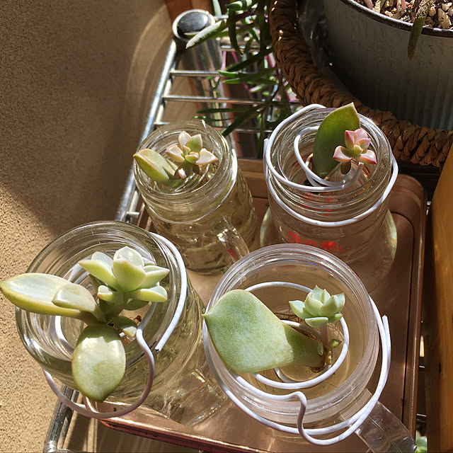 部屋全体/水栽培中。/多肉植物♡/カメラマーク消し/狭いながらも楽しい我が家♪...などのインテリア実例 - 2018-12-02 10:59:32