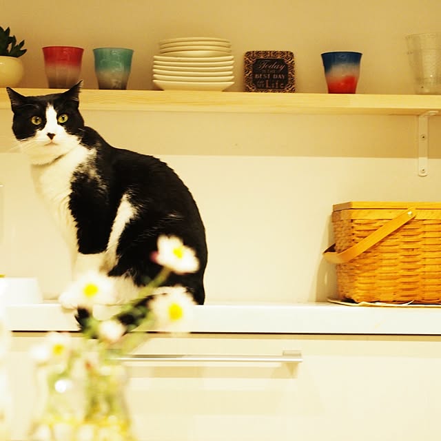 Mihaさんの実例写真