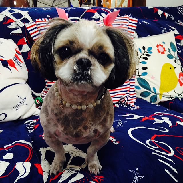 pepeさんの実例写真