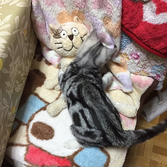 tanutanさんの実例写真