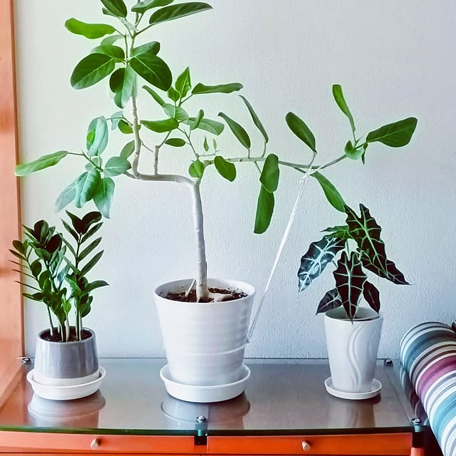 hanachanさんの部屋