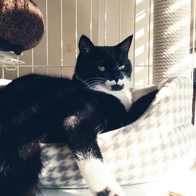 nekogurumaさんの実例写真
