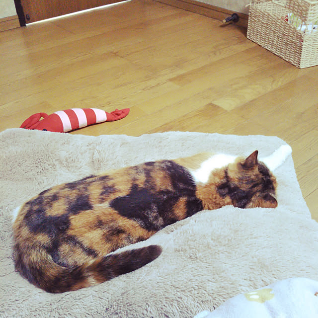 yukieさんの実例写真