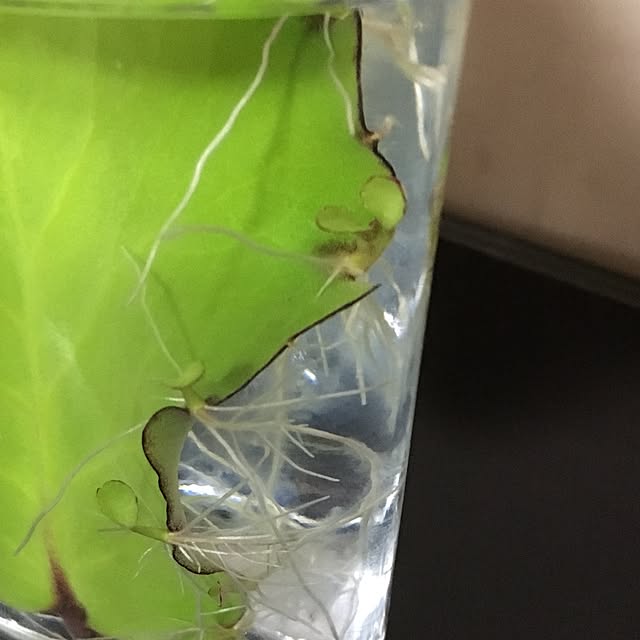 kasumiさんの実例写真