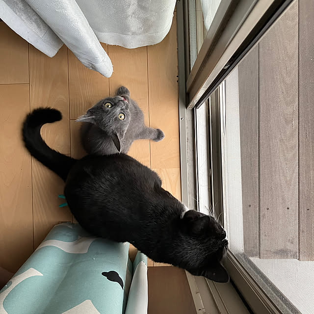 nekoさんの実例写真