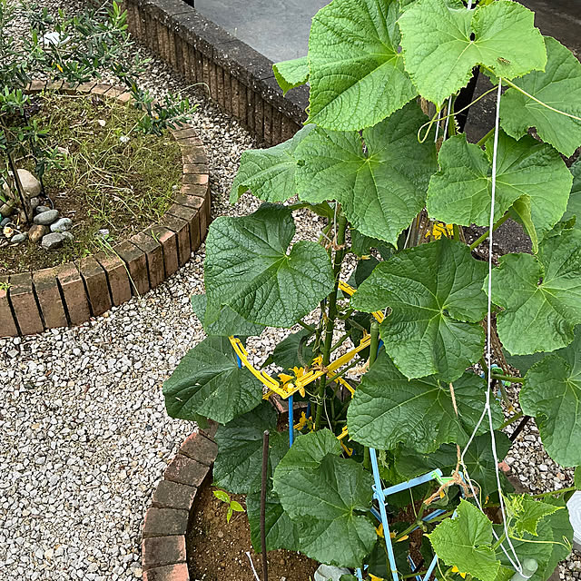 chiiyanさんの部屋