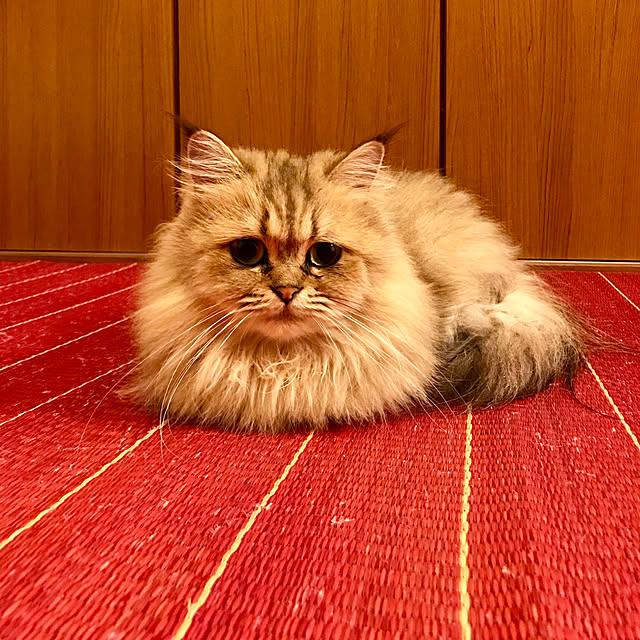 butachanさんの実例写真