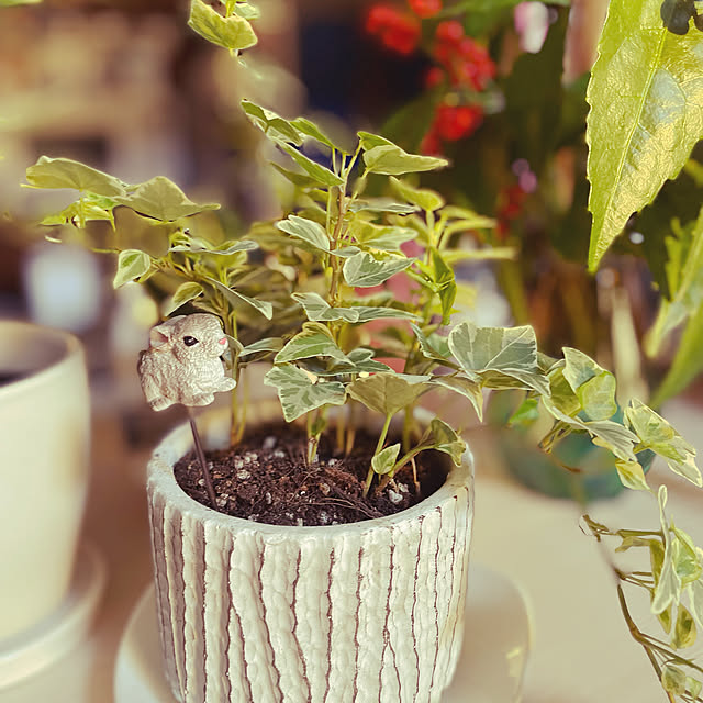 観葉植物/キッチンのインテリア実例 - 2022-01-07 03:07:34