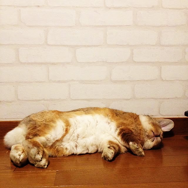 omochiさんの実例写真