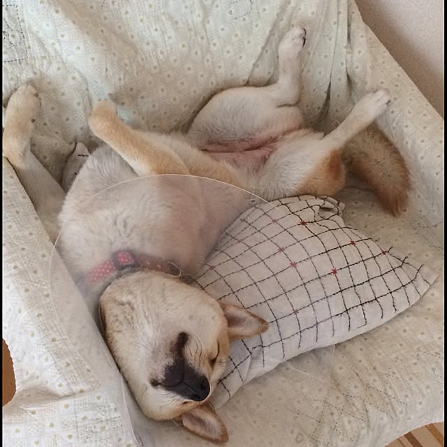 emtokさんの実例写真