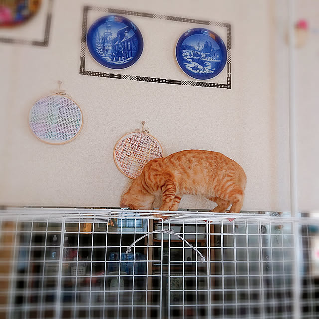 kikiさんの実例写真