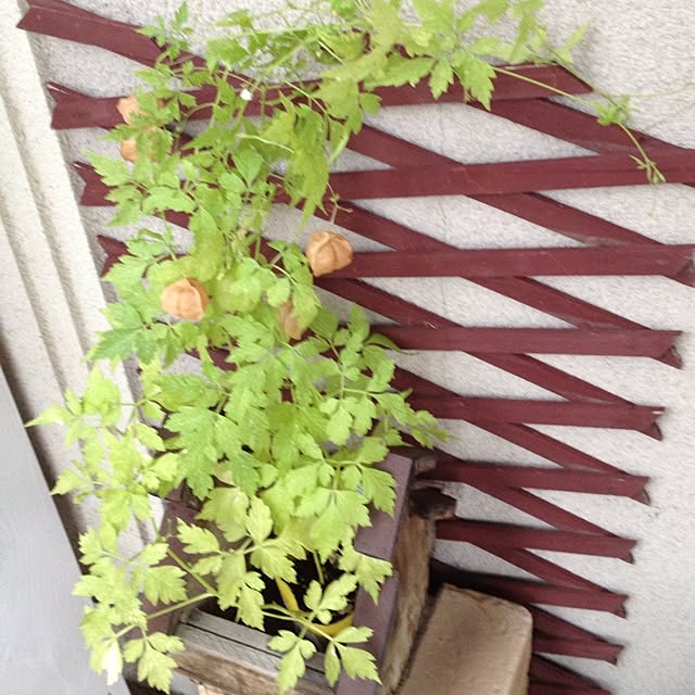 Akikoさんの実例写真