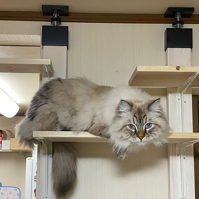 harumahoさんの実例写真