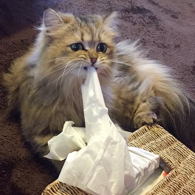 butachanさんの実例写真