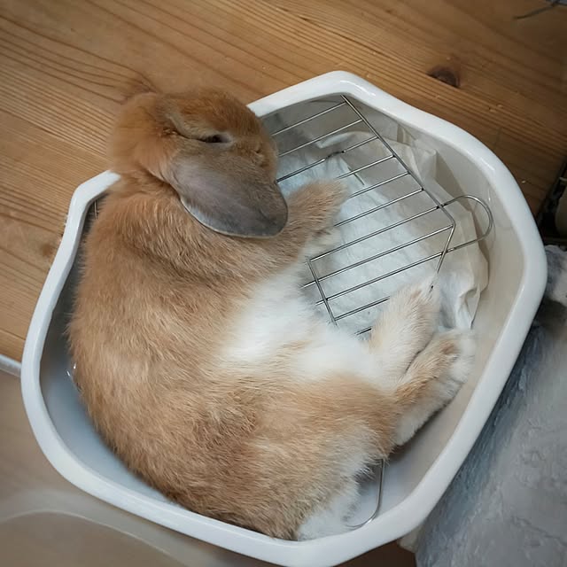 petitesplumesさんの部屋