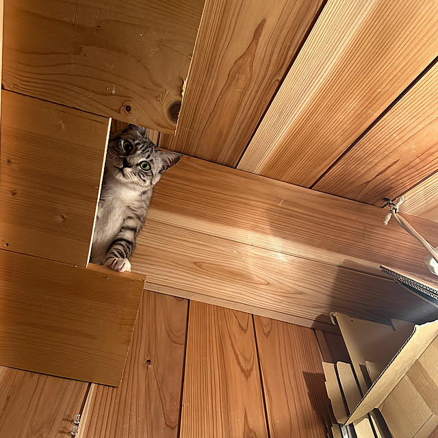 Nekogaoka_houseさんの実例写真