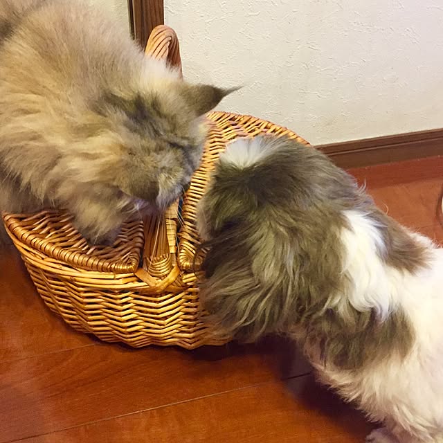 butachanさんの実例写真