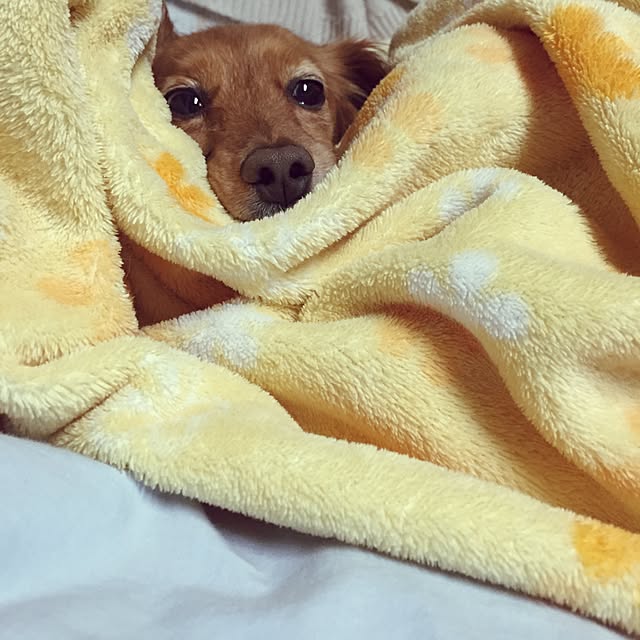 sakuさんの実例写真