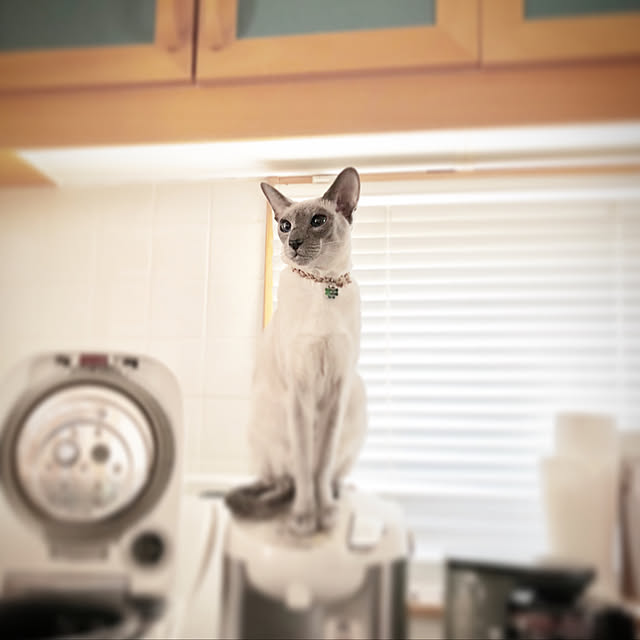 mujinekoさんの実例写真