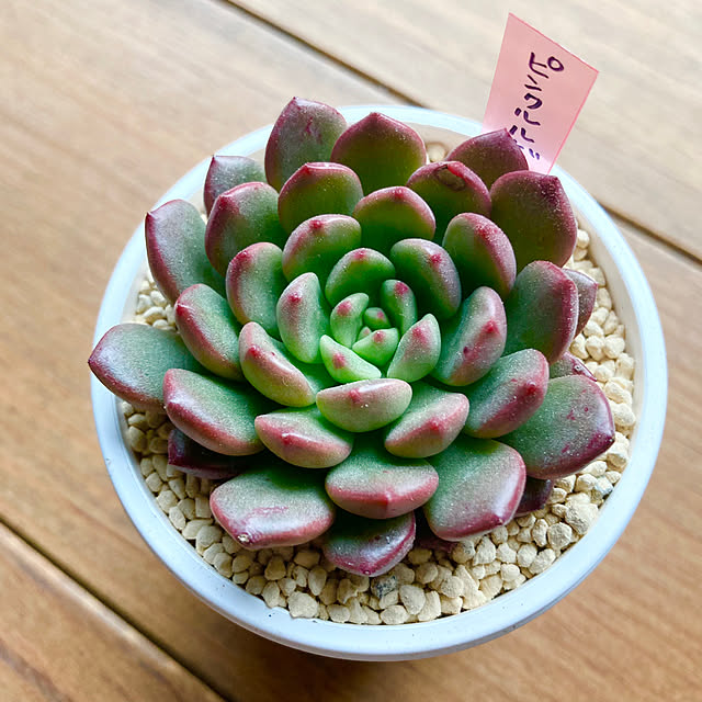多肉植物 ピンクルルビーのおすすめ商品とおしゃれな実例