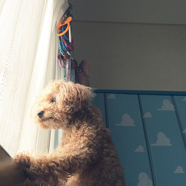 Momoさんの実例写真