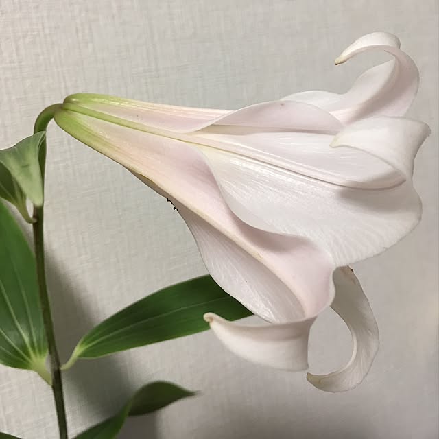 Ryokoさんの実例写真