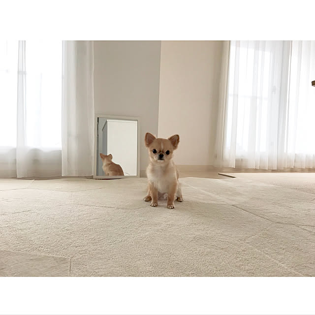 haruhinaさんの実例写真