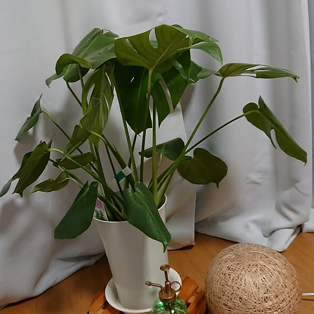 リビング/観葉植物のインテリア実例 - 2018-04-12 00:34:14