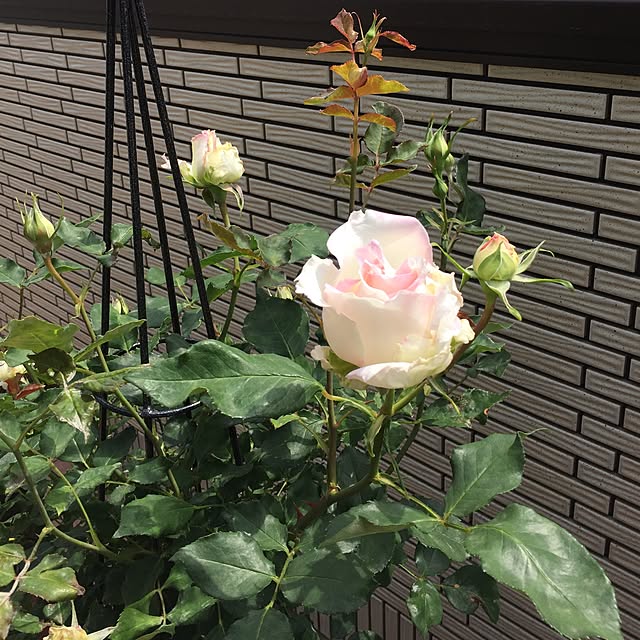 nonさんの実例写真