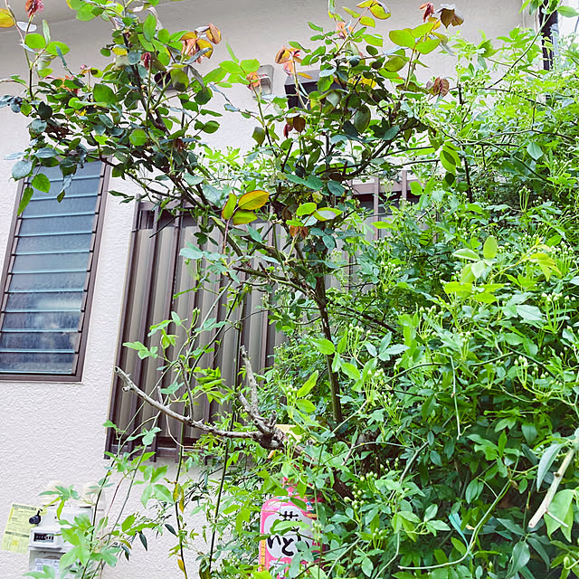 mimichankさんの実例写真
