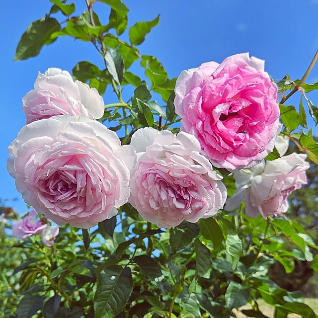 mocomocoさんの部屋