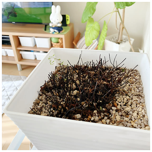 ksfioriさんの部屋