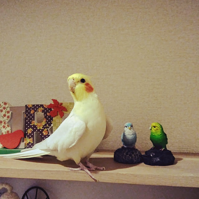 toratanさんの実例写真