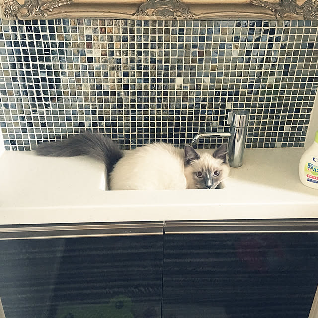 ne-coさんの実例写真