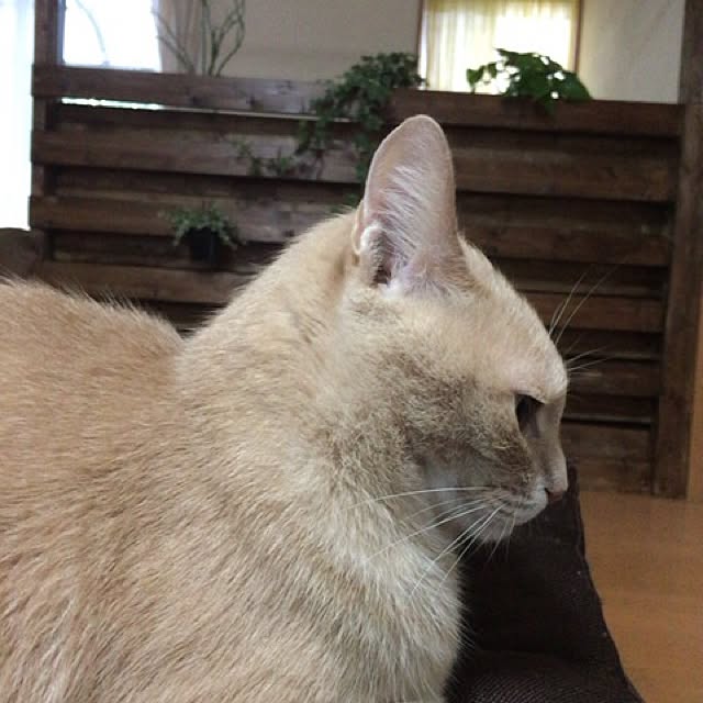 mikan161さんの実例写真